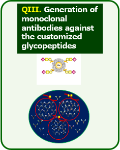 QIII. Generation of monoclonal antibodies against the customized glycopeptides