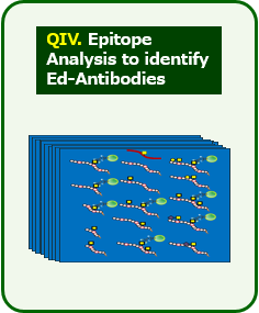 QIV. Epitope Analysis to identify Ed-Antibodies