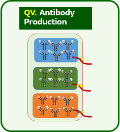 QV. Antibody Production