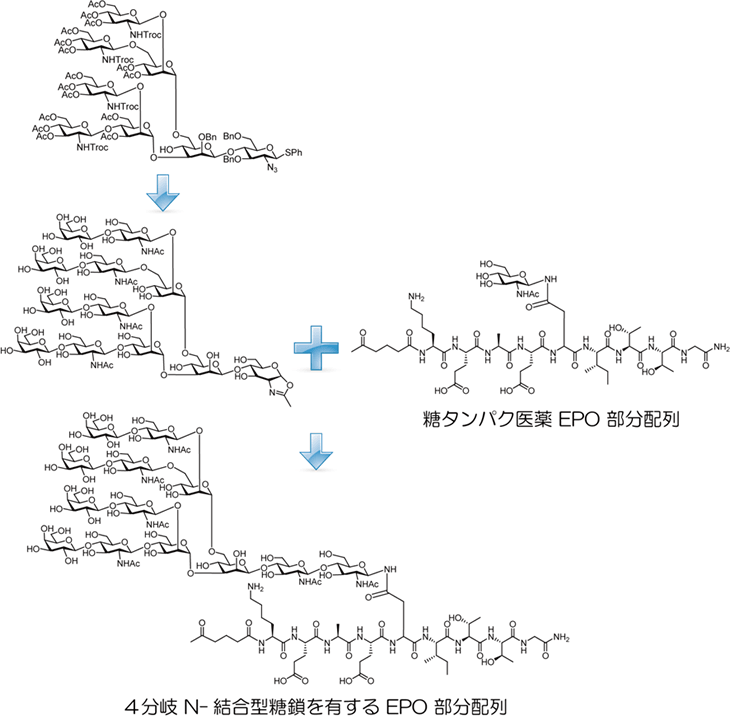 N-結合型糖ペプチド合成