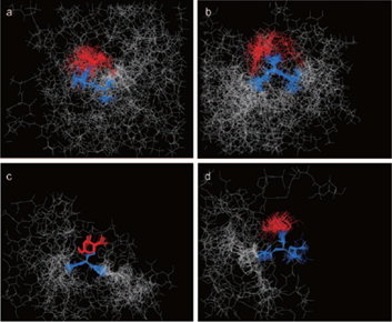 糖鎖の結合位置による糖ペプチドの立体構造の変化（NMRによる解析）