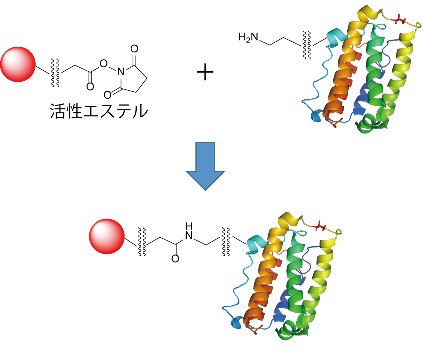 第 29 話　糖転移酵素の繰り返し利用　　～化学的に調製する固定化酵素